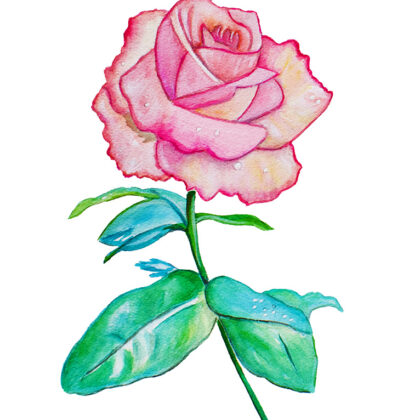 pink rose art