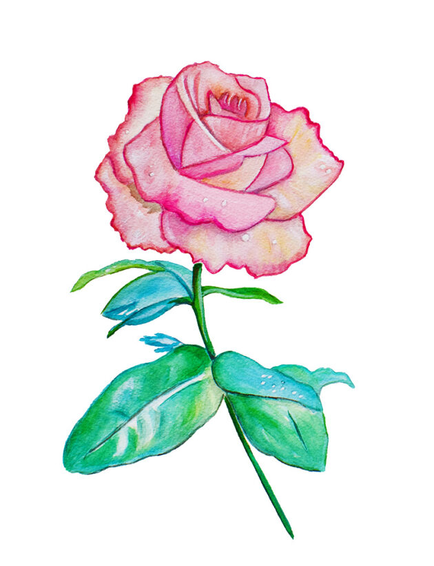pink rose art