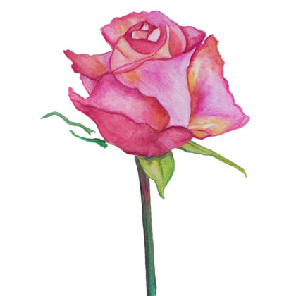 red rose art