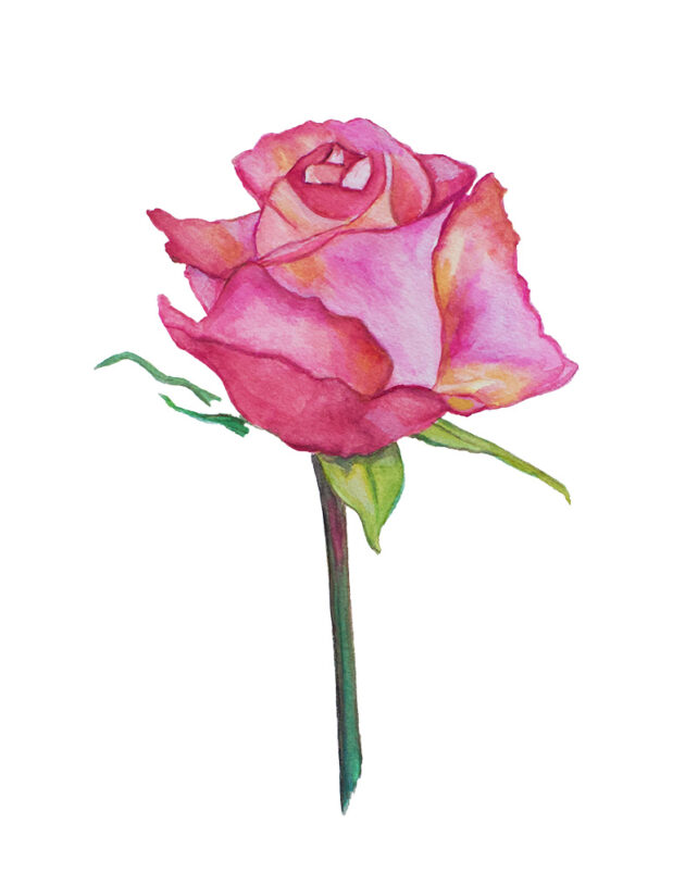 red rose art