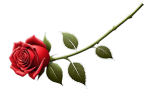 small-stem-rose small-stem-rose